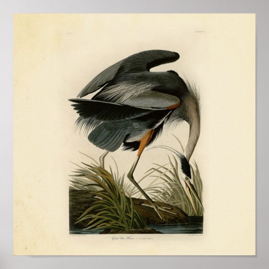 Poster Grand Héron bleu d'Audubon Marais Oiseau (Devant)