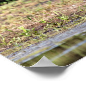 Poster Grand Héron bleu debout dans le lac Champlain (Coin)