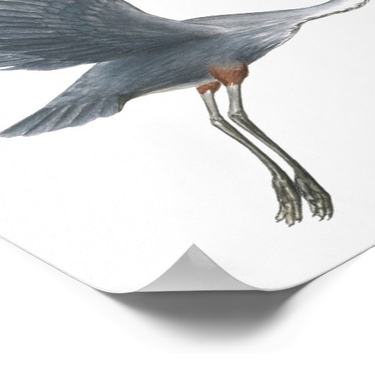 Poster Grand Héron Bleu Décollage Beaux Arts Imprimer (Coin)