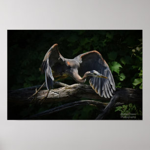 Poster Grand Héron bleu en vol