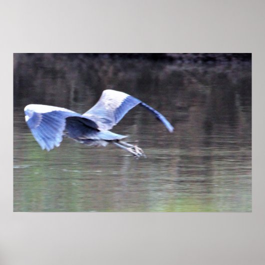 Poster Grand Héron Bleu en Vol (Devant)