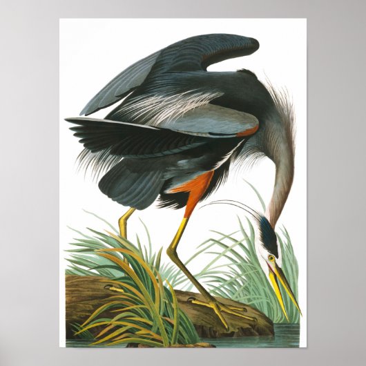Poster Grand héron bleu par John James Audubon (Devant)