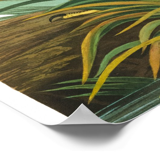 Poster Grand héron bleu par John James Audubon (Coin)