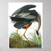 Poster Grand héron bleu par John James Audubon (Devant)