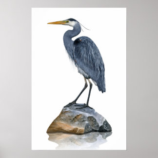 Poster Grand héron bleu sur le rocher