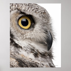 Poster Grand hibou à cornes - Bubo Virginianus