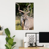 Poster Grand Kudu (Bureau à domicile)