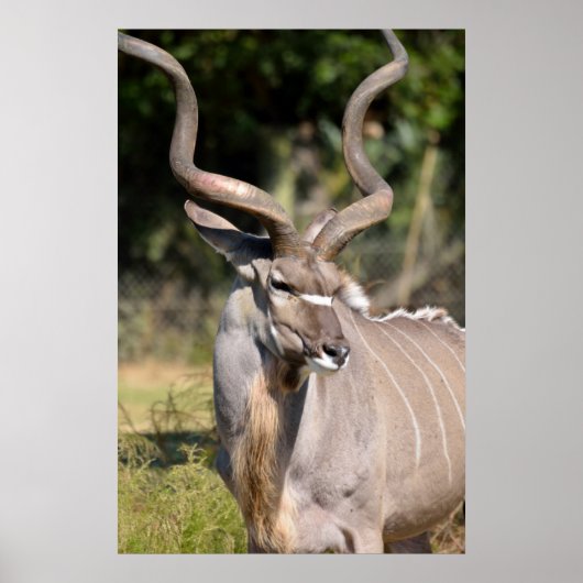 Poster Grand Kudu (Devant)