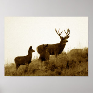Poster Grand mâle de cerfs communs de mule