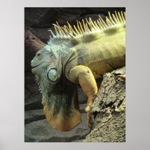 Poster Grand mâle Iguana sp.