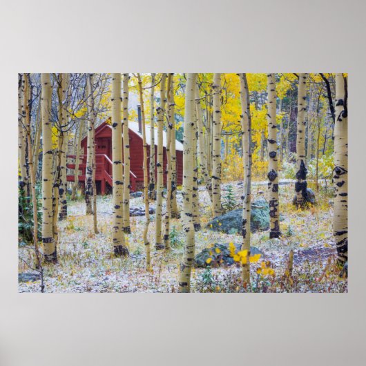 Poster Grand Mesa cabine solitaire dans une forêt (Devant)