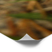 Poster Grand Nacré sur des Fleurs d'Aster au Grand Teton (Coin)
