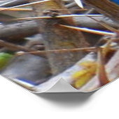 Poster Grand oiseau de Starling de race bleue (Coin)