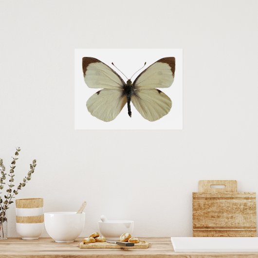 Poster Grand papillon blanc isolé (Cuisine)