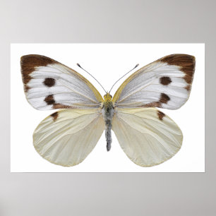 Poster Grand papillon blanc isolé PNG