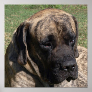 Poster Grand Portrait de tête de chien Mastiff anglais