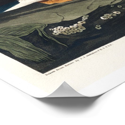 Poster Grand Puffin facturé par Audubon (Coin)