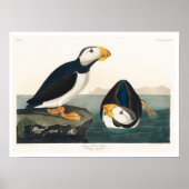 Poster Grand Puffin facturé par Audubon (Devant)