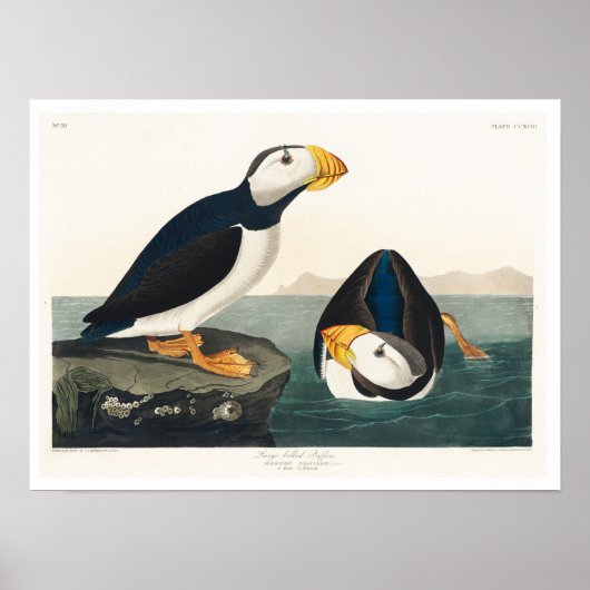 Poster Grand Puffin facturé par Audubon (Devant)