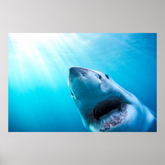 Poster Grand requin blanc | Afrique du Sud (Devant)