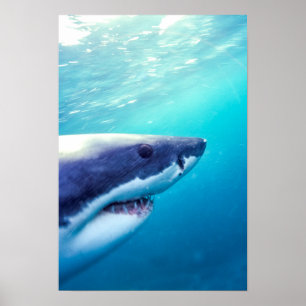 Poster Grand requin blanc Afrique du Sud
