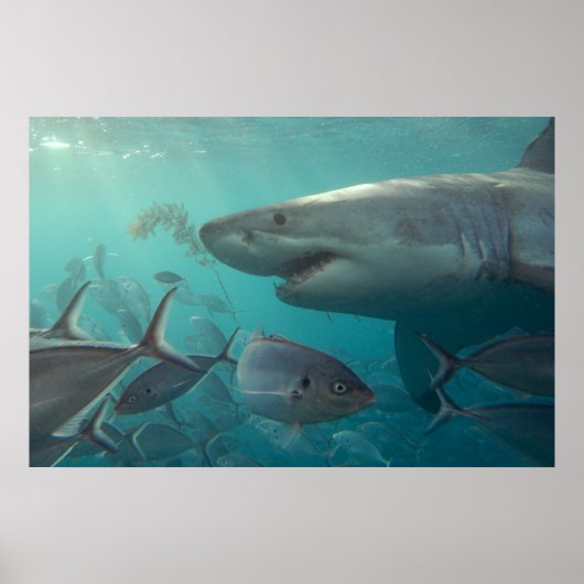 Poster Grand requin blanc et poissons paysage sous-marin (Devant)