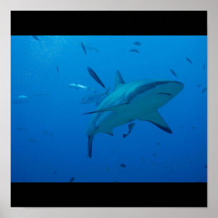 Poster Grand requin blanc Surf d'eau de mer nage gris fin
