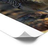 Poster Grand Roadrunner (Coin)