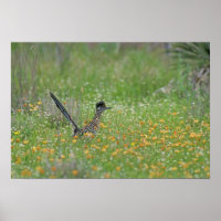 Grand Roadrunner, Geococcyx