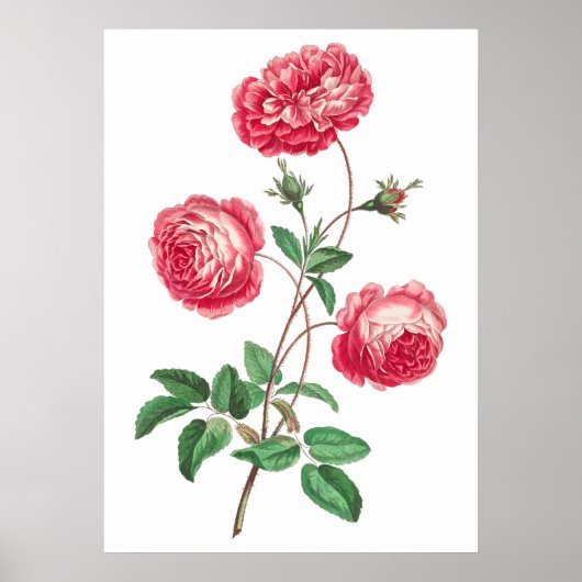 Poster Grand Rose de Provence (1770-1775) par John Edward (Devant)