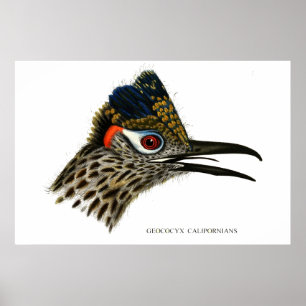 Poster Grand routier, Geococcyx Californie