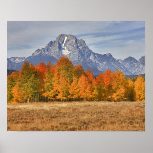 Poster Grand Teton NP, Mount Moran et peupliers faux-trem