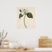 Poster Grand Trillium Fleuri (Cuisine)