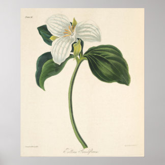 Poster Grand Trillium Fleuri