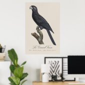 Poster Grand Vasa, Coracopsis Vasa Illustration (Bureau à domicile)