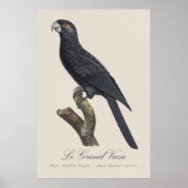Poster Grand Vasa, Coracopsis Vasa Illustration (Devant)