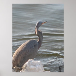 Poster Grande Aigrette au bord de l'eau