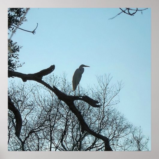 Poster Grande aigrette dans un arbre (Devant)