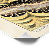 Poster Grande barrière de corail d'Australie (Coin)