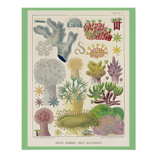 Poster Grande barrière de corail de l'Australie, Alcyonar (Devant)