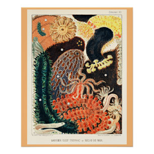 Poster Grande barrière de corail de l'Australie, Trepang,