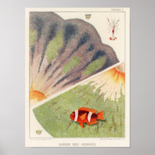 Poster Grande barrière vintage de l'Australie Anémones