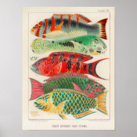 Grande barrière vintage de l'Australie Poissons