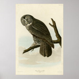 Poster Grande Chouette cendrée d'Audubon Birds of America