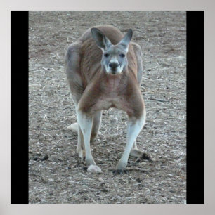 Poster Grande copie rouge de kangourou