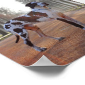 Poster Grande Dane (Coin)