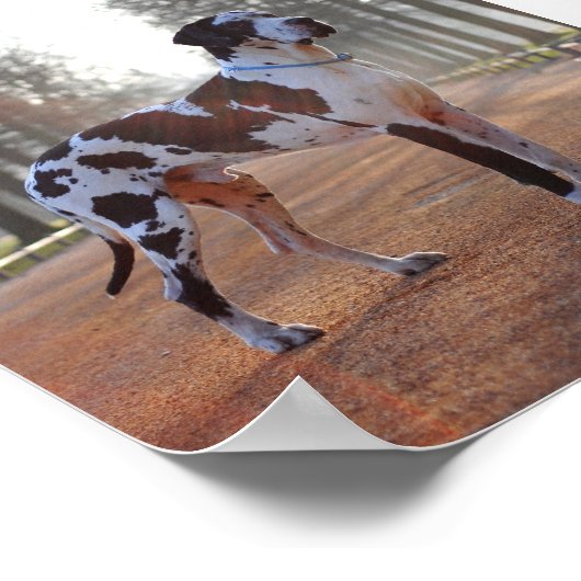 Poster Grande Dane (Coin)