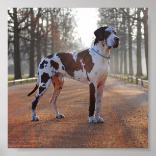 Poster Grande Dane