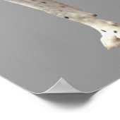 Poster Grande Dane Arlequin (Coin)