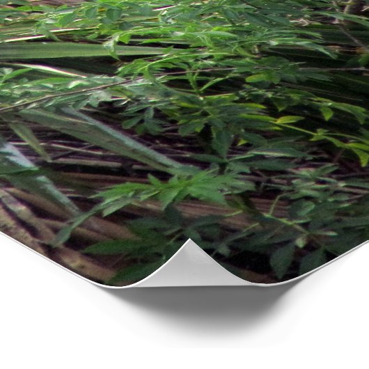 Poster Grande Danse d'accouplement d'aigrette blanche (Coin)